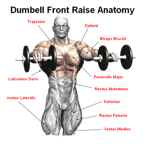 Plate Front Raise Exercise Instructions And Video Weight Training Guide