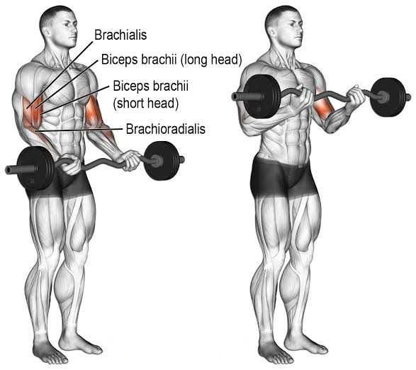 EZ Bar Front Raise Exercises | Barbell Front Raise